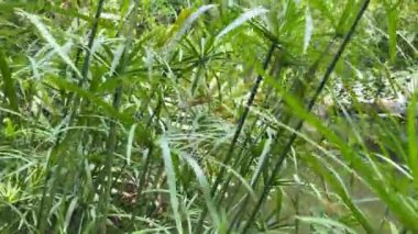 Ho Chi Minh Şehri, Vietnam - 16 Ekim 2022: Khanh An Manastırı 'nın bahçesindeki şelale sahnesi - Vietnam' daki Japon Tapınağı