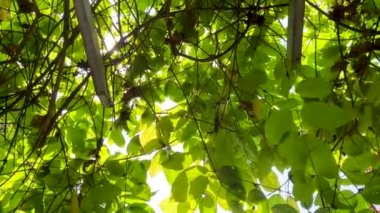 Ho Chi Minh Şehri, Vietnam - 16 Ekim 2022: Khanh An Manastırı 'ndaki kırmızı binanın alçak açılı görüntüsü - Vietnam' daki Japon Tapınağı