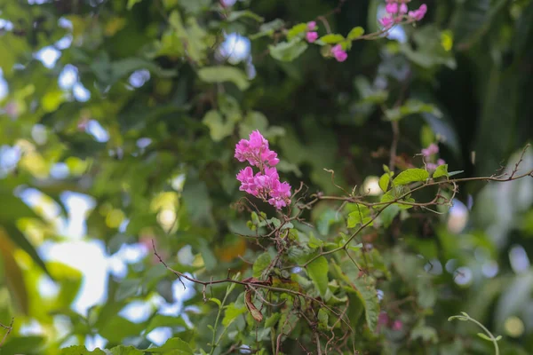 Mexican Creeper Mexican Love Vine Antigonon Leptopus Blooming Khanh Anh — Stock Photo, Image