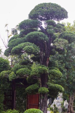 Japon Parkı, Vinhome Central Park, Ho Chi Minh City, Vietnam 'daki Arhat Pine ya da Podocarpus Makrophyllus ağacına yakın plan.