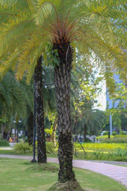 Vinhome Central Park, Ho Chi Minh City, Vietnam 'daki Amerikan palmiye ağacına yakın plan.