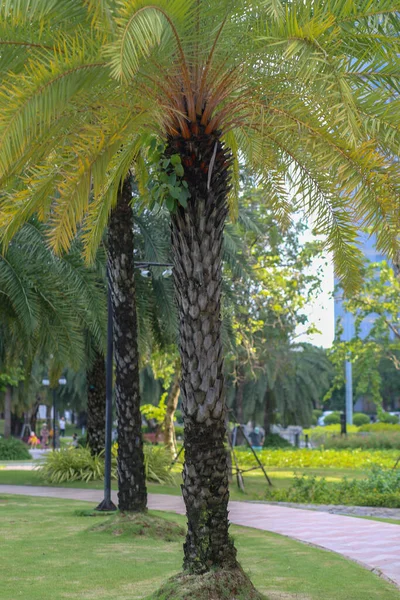 Close Palmeira Americana Vinhome Central Park Chi Minh City Vietnã — Fotografia de Stock