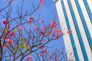 Ho Chi Minh City, Vietnam 'da pembe Tabebuia gülünün düşük açılı görüntüsü