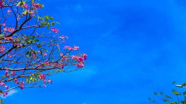 Ho Chi Minh City, Vietnam 'da pembe Tabebuia gülünün düşük açılı görüntüsü