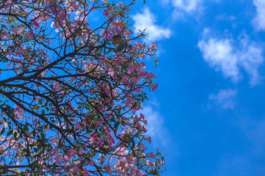Ho Chi Minh City, Vietnam 'da pembe Tabebuia gülünün düşük açılı görüntüsü