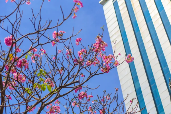 Captura Ángulo Bajo Rosa Tabebuia Rosea Floreciendo Chi Minh City —  Fotos de Stock