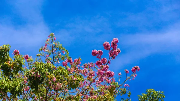 Ho Chi Minh City, Vietnam 'da pembe Tabebuia gülünün düşük açılı görüntüsü
