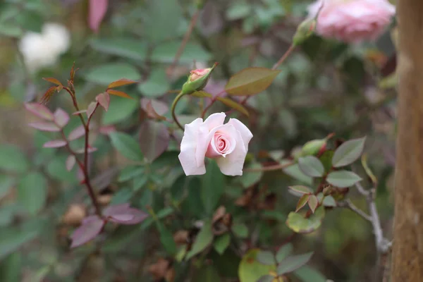 정원에서 오르는 분홍빛 장미의 꽃봉오리 — 스톡 사진
