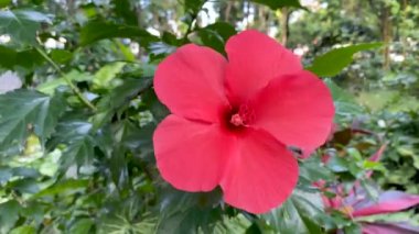 Vietnam 'da rüzgarda sallanan kırmızı amber çiçekleri.