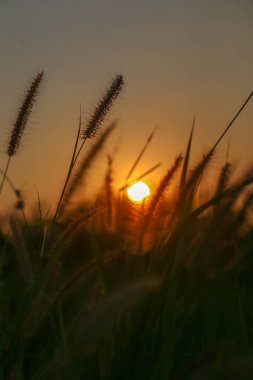 Gün batımında güneşin arka planına sahip çiçekler ve çimenler Go Vap Kültür Parkı, Ho Chi Minh Şehri, Vietnam