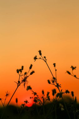 Bidens Pilosa 'nın silueti, Vietnam' da günbatımında sarı gökyüzü ile çelişiyor.