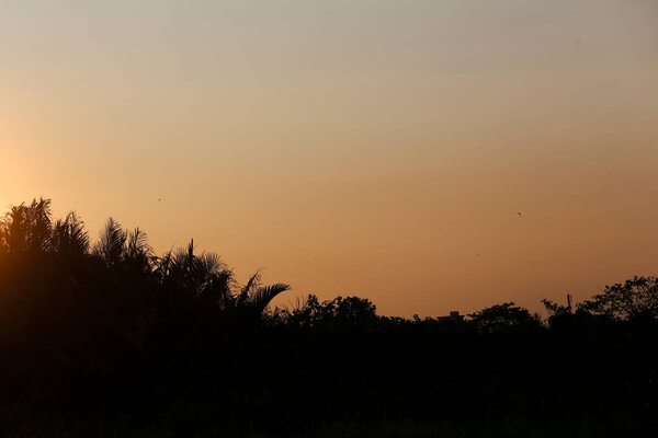 The scene of birds flying back to their nests at sunset at Go Vap Cultural Park, Ho Chi Minh