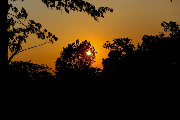 Силует Дерева Контрастує Жовтим Небом Заході Сонця Єтнамі — стокове фото
