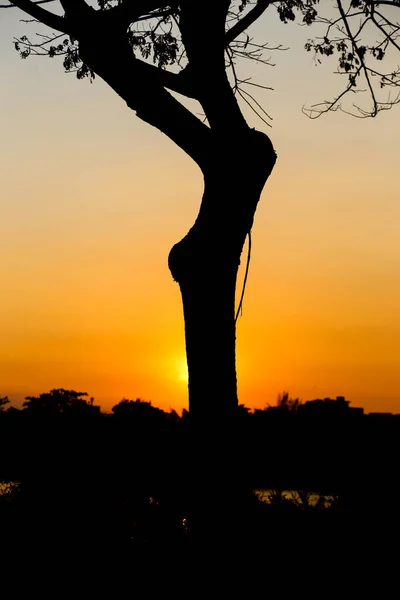 木のシルエットは日没時の黄色い空と対照的です — ストック写真