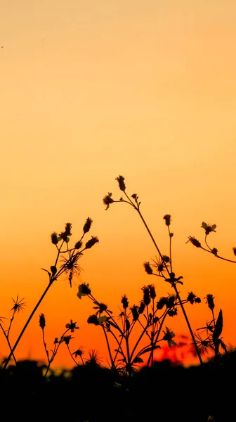 stock image The silhouette of Bidens pilosa contrasts with the yellow sky