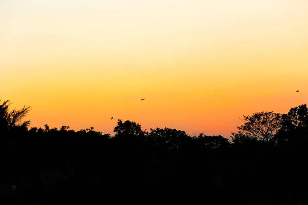 Сцена Пташок Летять Назад Своїх Гнізд Заході Сонця Культурному Парку — стокове фото