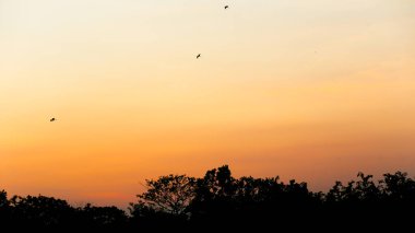 Gün batımında yuvalarına uçan kuşların görüntüsü Go Vap Kültür Parkı, Vietnam