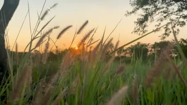 Тростниковая Трава Ветру Закате Культурном Парке Вап Хошимин — стоковое видео