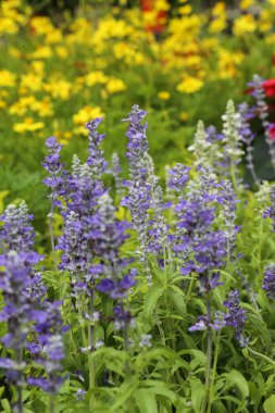 Yakın plan Salvia Blue parktaki bahçede çiçek açıyor.