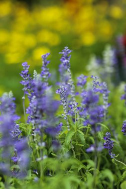 Yakın plan Salvia Blue Ho Chi Minh şehrinin bahçesinde çiçek açıyor.