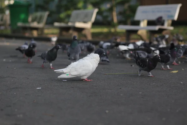 Bir grup güvercin Hoang Van Thu Park, Ho Chi Minh City 'deki parkta ziyafet veriyor.