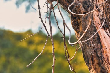 Dalları olan bir ağacın yakın çekimi