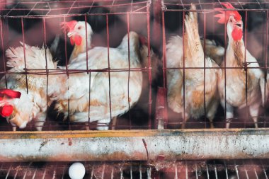 Kafesteki bazı tavuklar ve yumurtalar.