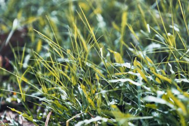 Çimenli bir arazide serin yeşil çimenler