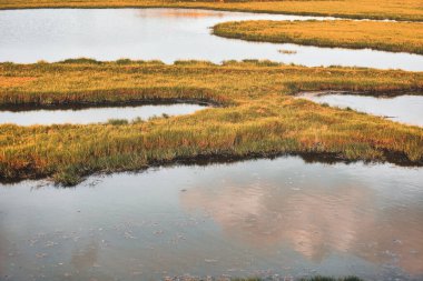 Yerde küçük çimenler ve içinde su var.