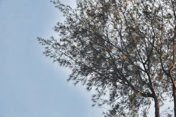 Copacii Sunt Înalţi Cerul Este Senin fotografii de stoc fără drepturi de autor