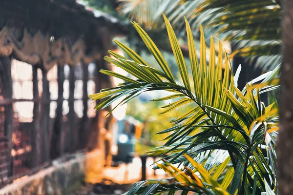 Palmier Nucă Cocos Lasă Spatele Unui Gard fotografii de stoc fără drepturi de autor