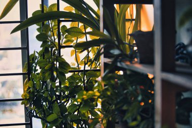 Bir oda dolusu bitki ve pencere.