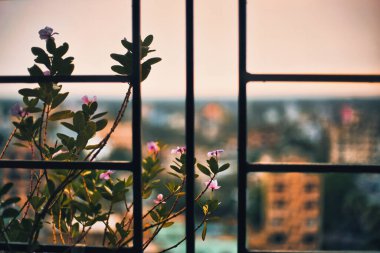 Çiçek açmış bir grup parlak pembe çiçek.