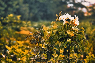 Bir tarlada beyaz bir çiçek.