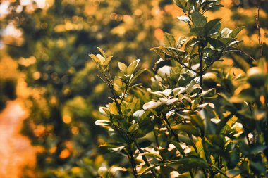 Arka planda güneş ışınları olan yapraklı bir bitkinin yakın plan görüntüsü.