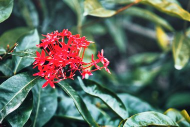 Ormanda büyük kırmızı çiçekler