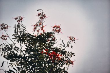 Gri gökyüzüne karşı yeşil ve kırmızı bir bitki