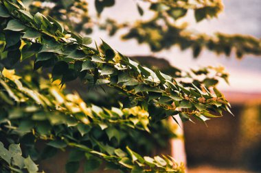 Ağaçtaki yapraklar yeşildir.