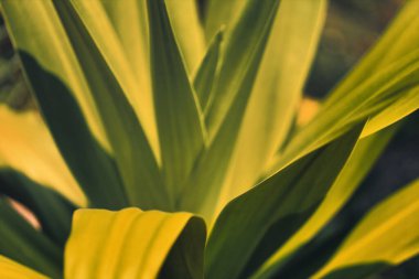 Yaprakları olan bir bitkinin yakın çekimi.