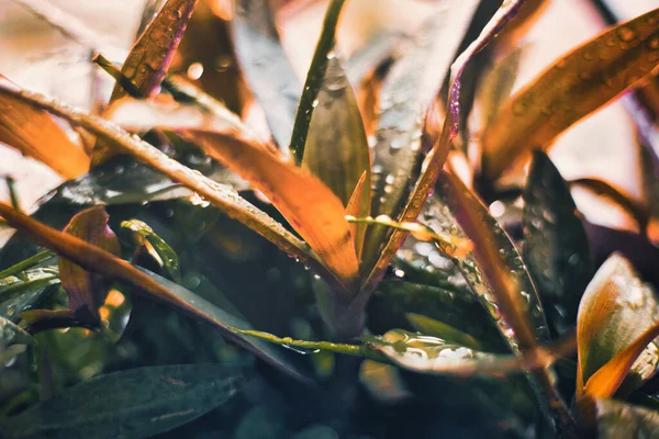 stock image close shot of tropical plants and leaves with water droplets