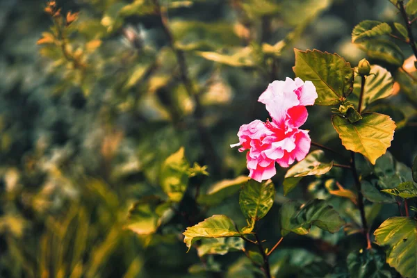 식물들 들판에 분홍빛 — 스톡 사진