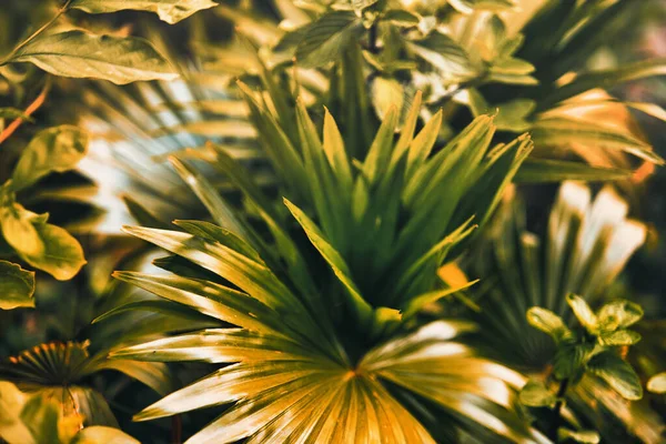 야자나무 — 스톡 사진