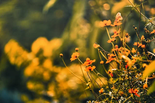 Ένα Πεδίο Από Πορτοκαλί Λουλούδια Και Ανοιχτόχρωμα Πράσινα Φύλλα Εμφανίζονται — Φωτογραφία Αρχείου
