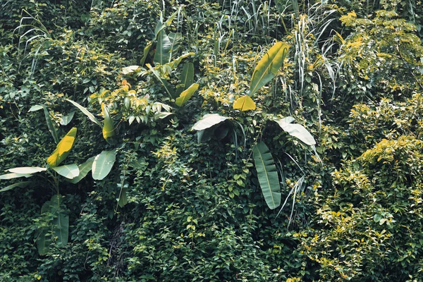 Alla Växter Gröna — Stockfoto