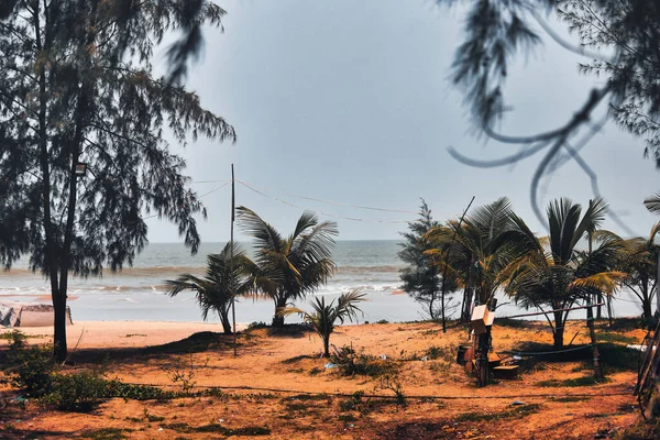 Many Trees Sit Beach Ocean Water — Stock Photo, Image