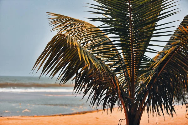 Palm Tree Standing Beach — Stock Photo, Image