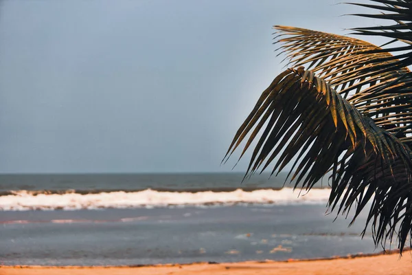Palm Leaf Beach — Stock Photo, Image