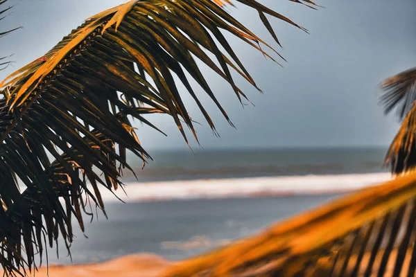 Twee Palmbomen Het Strand — Stockfoto