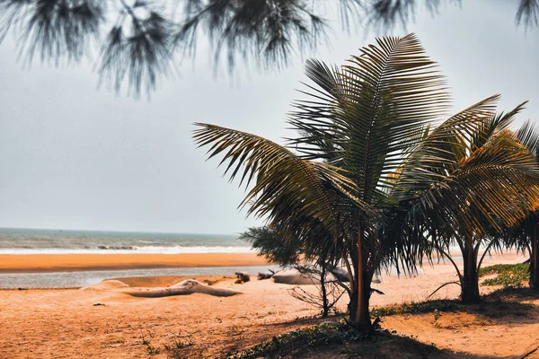 靠近海岸的海洋的棕榈树 — 图库照片