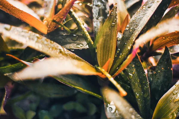 Eine Nahaufnahme Von Pflanzen Mit Regentropfen Darin lizenzfreie Stockbilder